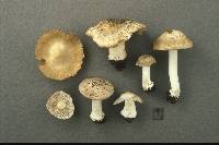 Inocybe fibrosoides image