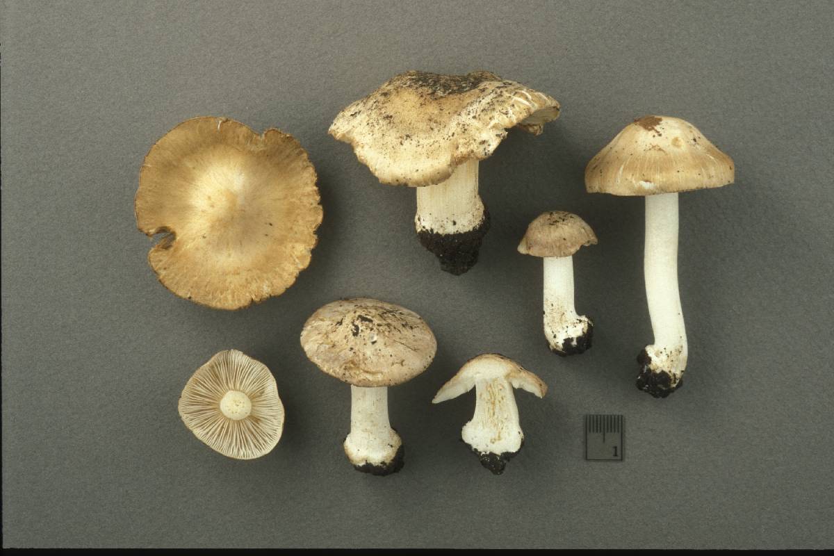 Inocybe fibrosoides image