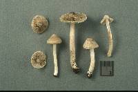 Inocybe lanatodisca image