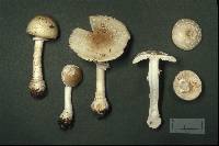 Amanita multisquamosa image