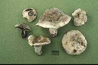 Russula michiganensis image