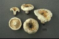 Lactarius zonarius image