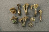 Craterellus olivaceus image