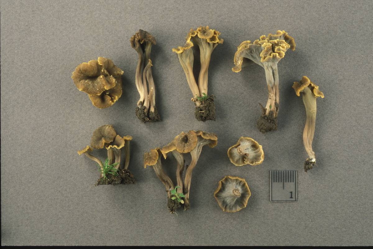 Craterellus olivaceus image