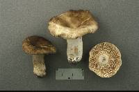 Russula densifolia image