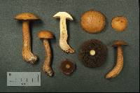 Suillus punctipes image