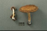Psathyrella delineata image
