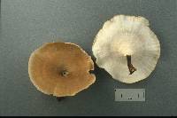 Polyporus picipes image