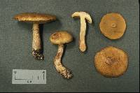 Suillus acidus image