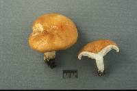 Lactarius agglutinatus image