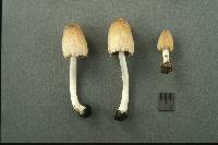 Coprinellus radians image