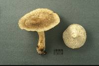 Polyporus craterellus image