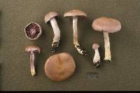 Cortinarius anomalus image