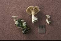 Entoloma byssisedum image