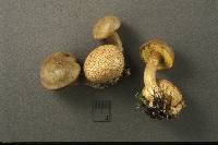 Pseudoboletus parasiticus image