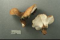 Jahnoporus hirtus image