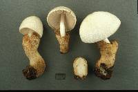 Volvariella bombycina image