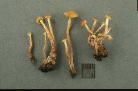 Hypholoma squalidellum image