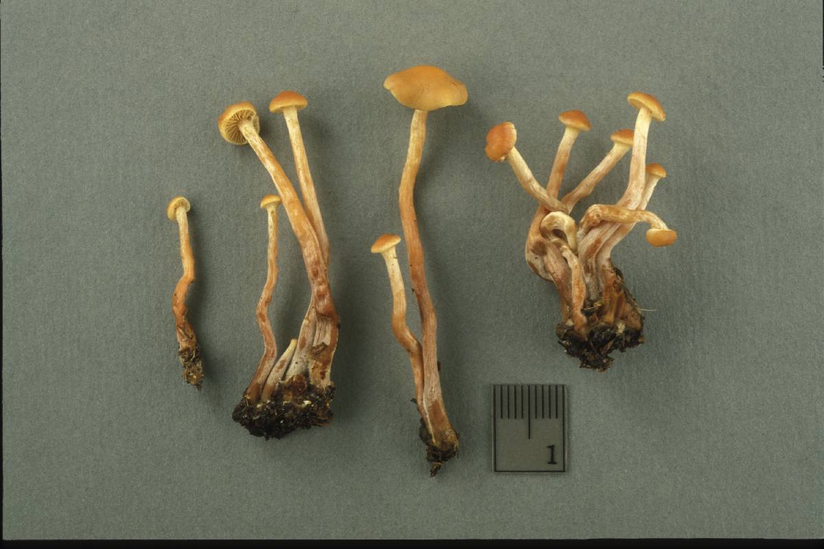Hypholoma squalidellum image