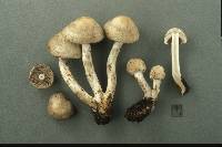 Psathyrella cotonea image