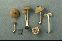 Entoloma exile image