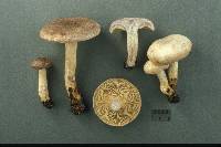 Lactarius uvidus image