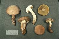 Boletus pallidus image