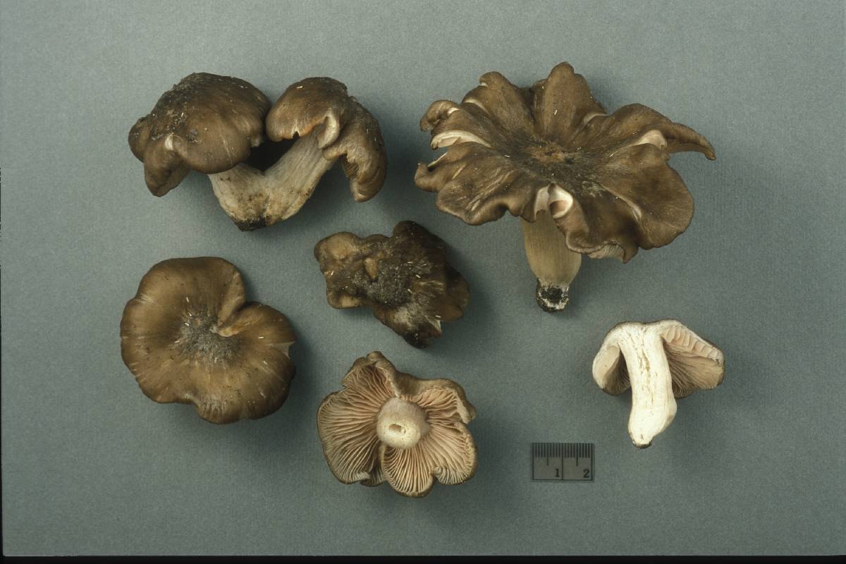 Entoloma subcostatum image