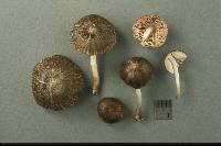 Pluteus longistriatus image