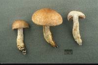 Cortinarius largus image