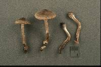 Cortinarius decipiens image