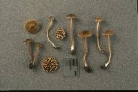 Inocybe calospora image