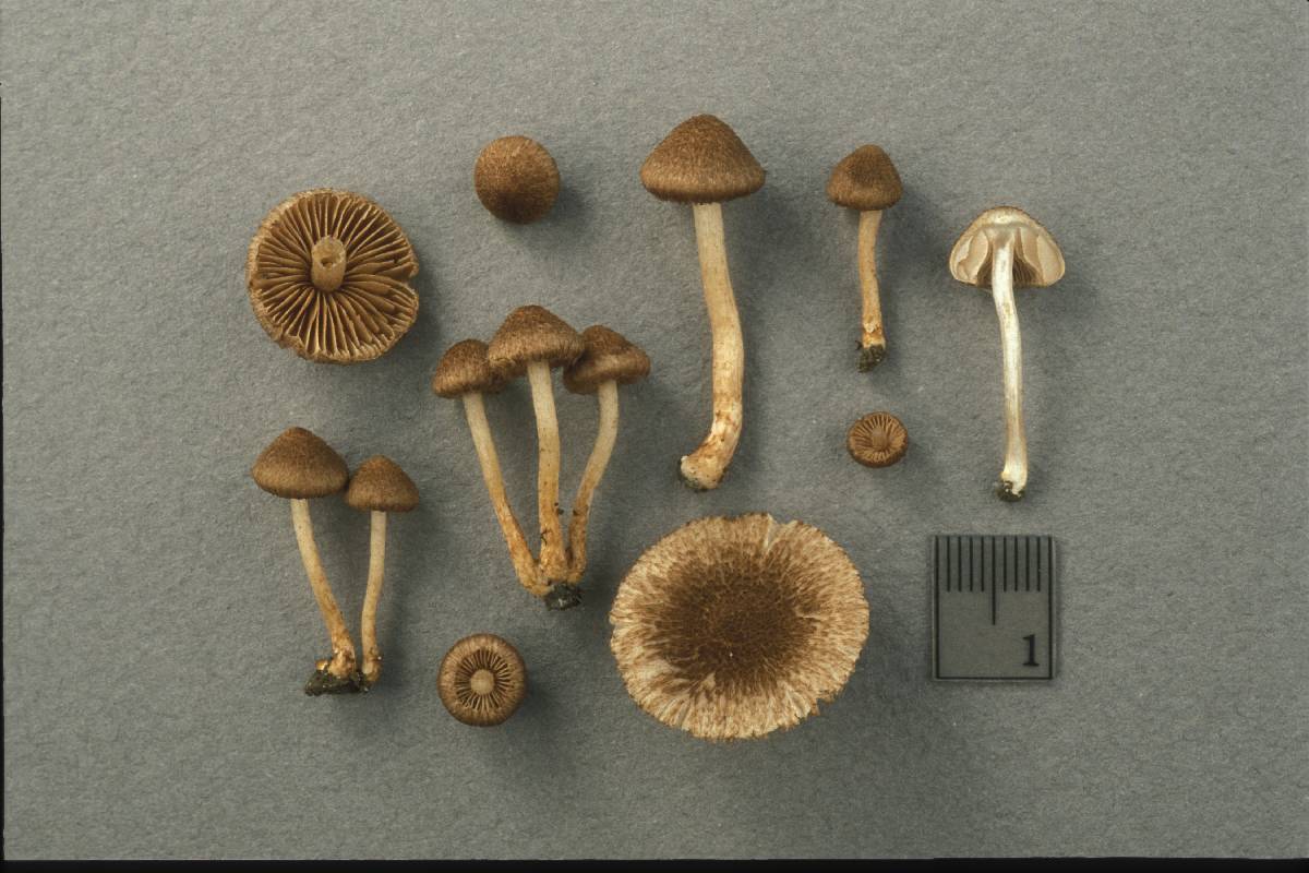 Inocybe squarrosoides image