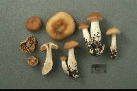 Cortinarius rigens image