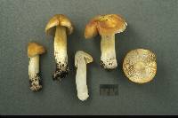 Tricholoma subluteum image