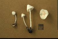 Mycena incarnatifolia image