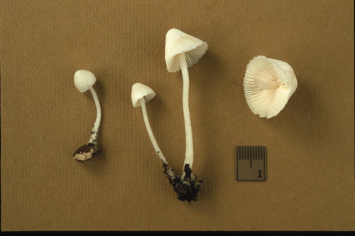 Mycena incarnatifolia image