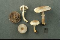 Agaricus micromegethus image