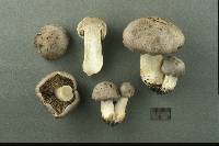 Tricholoma acre image