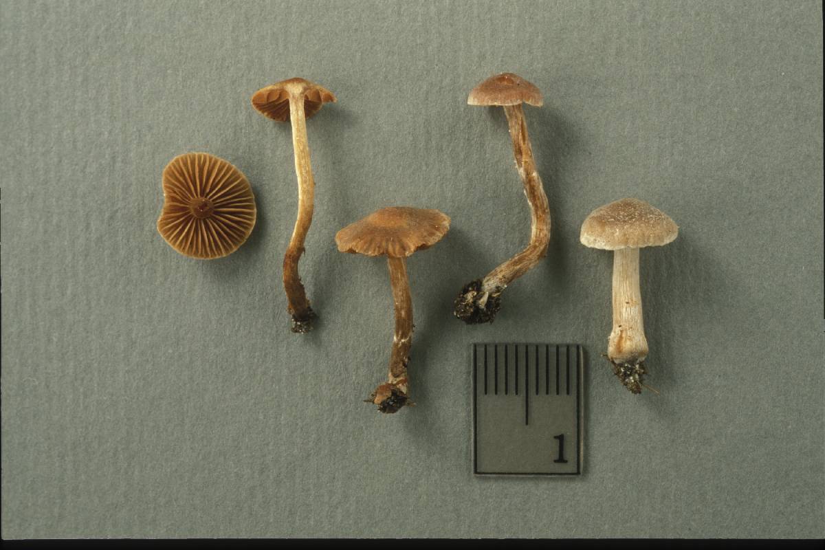 Cortinarius fagetorum image