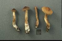 Cortinarius uraceus image