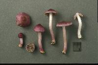 Inocybe lilacina image