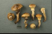 Suillus salmonicolor image