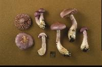 Cortinarius iodes image