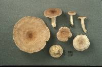 Lactarius vietus image