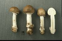 Amanita spreta image