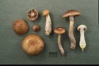 Cortinarius croceocaeruleus image