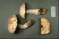 Leccinum insolens image