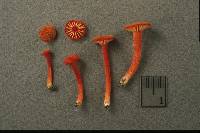 Hygrocybe coccineocrenata image