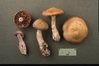 Cortinarius anomalus image